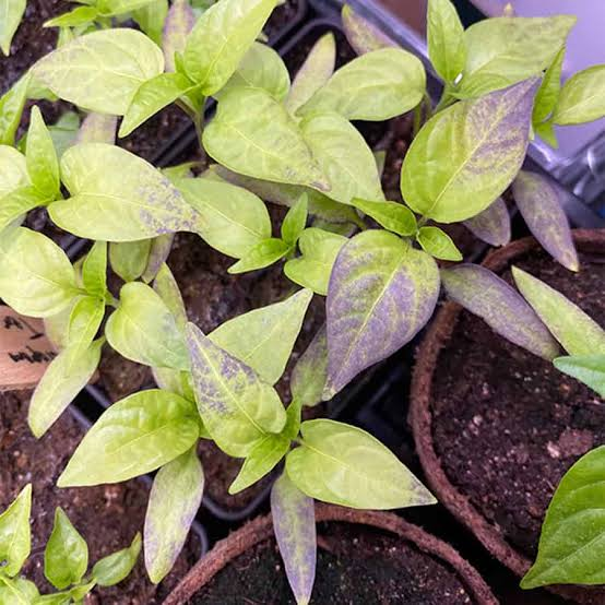 Read more about the article Phosphorus and its importance for plants: A comprehensive guide for farmers