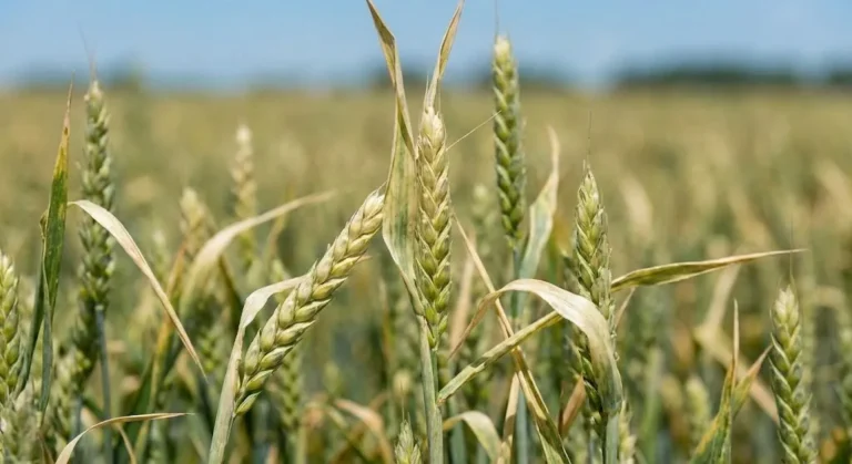 Copper–Sucrose Complex Boosts Wheat Growth and Grain Quality